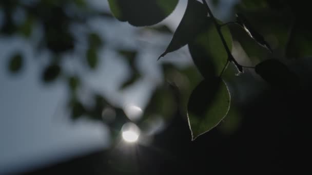 背景为太阳的苹果树分支 — 图库视频影像