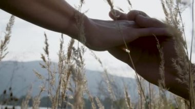 İki ellerinin buğday ortasında icar. Ellerini güneş parlıyor.   