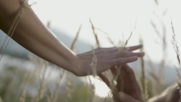 浪漫情侣情感触摸他们的手在小麦领域 — 图库视频影像