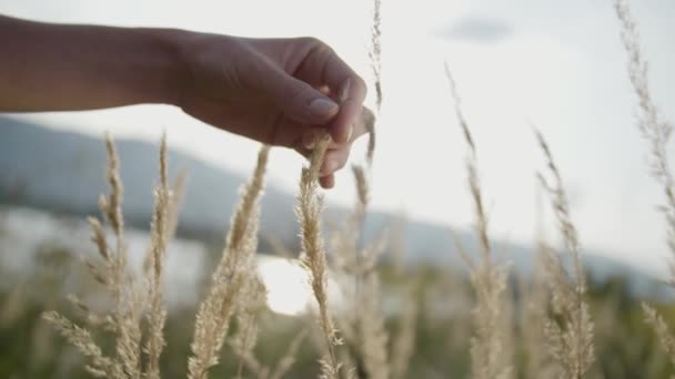 Дівчачача Рука Ніжно Торкається Трави — стокове відео