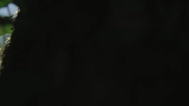 Ağaç gövdesi yosun kaplı ve yapraklar