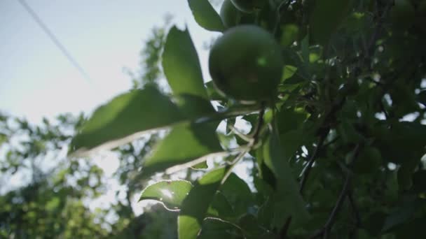 Manzanas Creciendo Los Árboles — Vídeo de stock