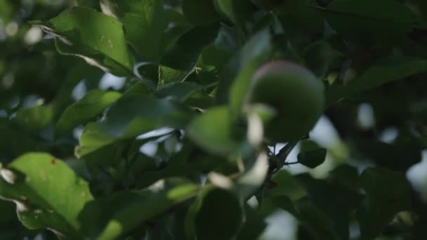 Pommes Poussant Sur Les Arbres — Video