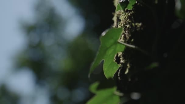 Baum Mit Blättern Und Moos Bedeckt — Stockvideo