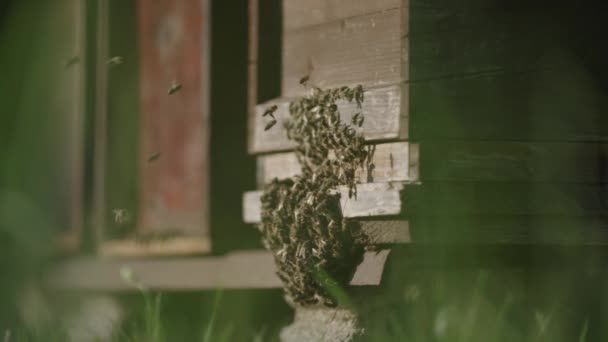 Essaim Abeilles Dans Une Autre Ruche — Video