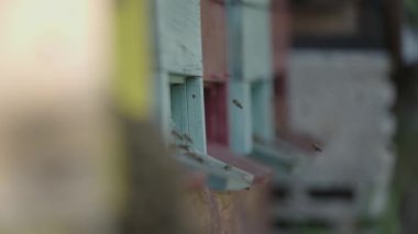 Ther kovanındaki arı sürüsü