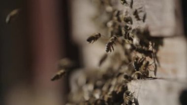 Arı kovanı atış zoom ile