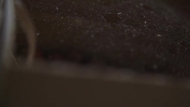 Örümcek ağları üzerinde düşen toz