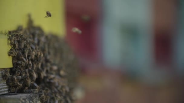 Enjambre Abejas Colmena — Vídeos de Stock