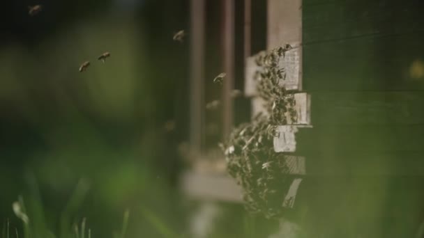 Essaim Abeilles Dans Une Autre Ruche — Video