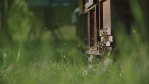Swarm Bees Ther Hive — Stock Video
