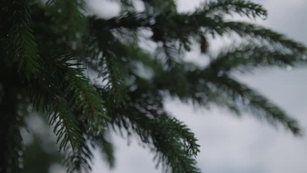 湿った針葉樹の木の枝 — ストック動画