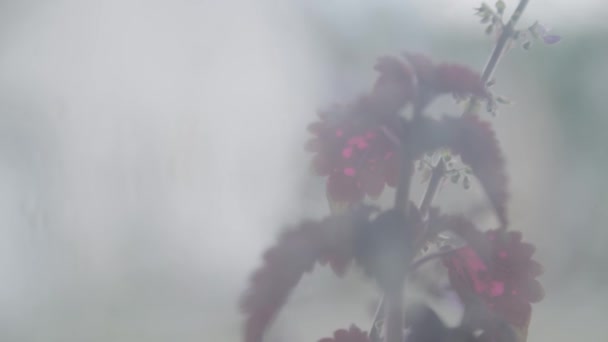 Stare Okna Kwiatem Poza — Wideo stockowe