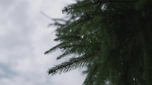 Мокрі Гілки Хвойних Дерев — стокове відео