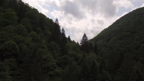 Повітряний Знімок Лісової Долини Річкою — стокове відео
