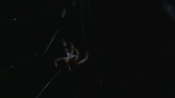 在其网站上的蜘蛛 — 图库视频影像