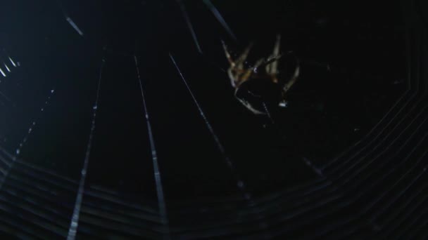 Araña Web — Vídeo de stock