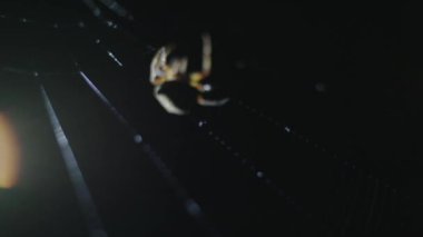 Karanlıkta, web üzerinde asılı örümcek ışıkla aydınlatılmış. 