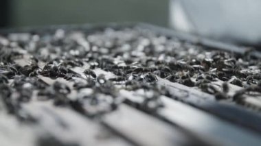 Bir kovan arı yüzlerce.  