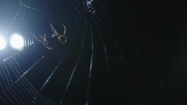 Araignée Suspendue Toile Dans Obscurité Éclairée Par Lumière — Video