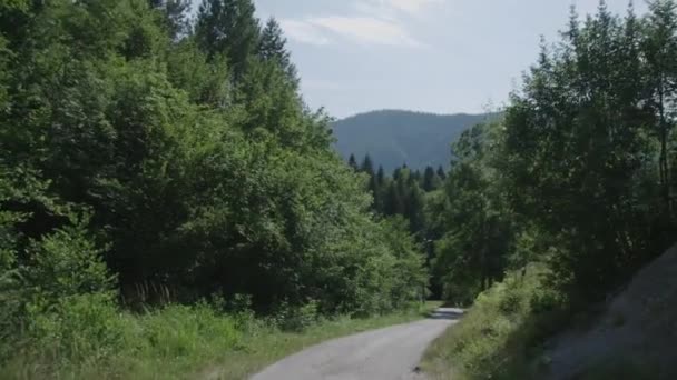 在森林里的沥青公路上开车 — 图库视频影像