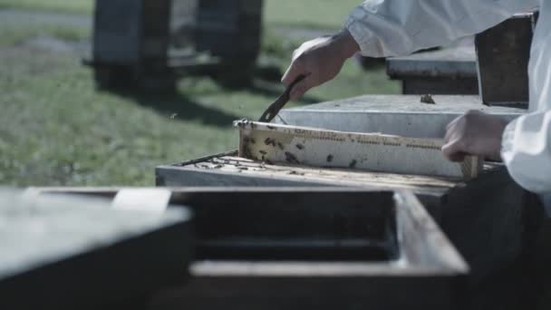 Пчеловод Вынимает Соты Собирает Урожай — стоковое видео