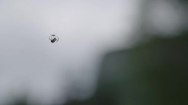 Örümcek kaydırma karınca bir web üzerinde.   