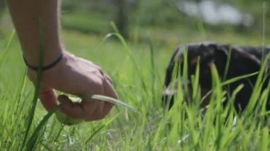 Siyah köpek bir çayırda bir koza alma. 