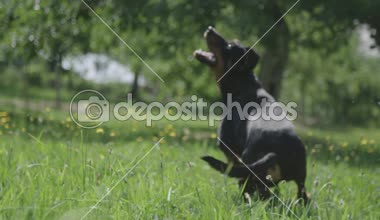 Köpek çim üzerinde bir top alma. 