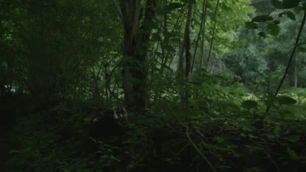 Karanlık Orman Yolu Slovenya — Stok video