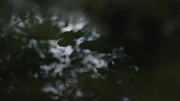 Reflexão Árvores Folhas Pântano Água Constante — Vídeo de Stock