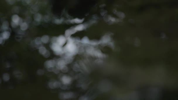 Отражение Дерева Листьев Воде — стоковое видео
