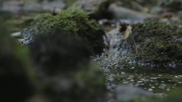 Corriente Agua Roca Creció Con Musgo — Vídeos de Stock
