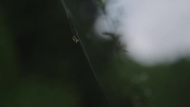 Aranha Pendurada Teia Comendo Formiga — Vídeo de Stock