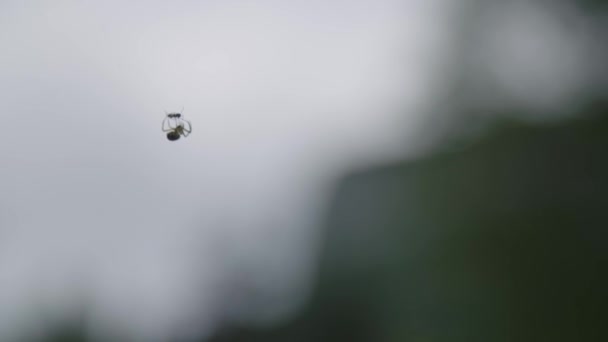 Aranha Uma Formiga Comedora Teia — Vídeo de Stock