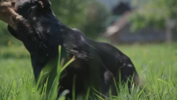 Svart Hund Hämtar Boll Äng — Stockvideo