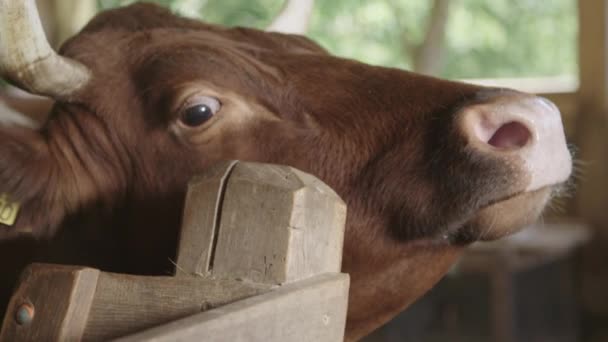 在谷仓的褐色母牛 关闭头 — 图库视频影像