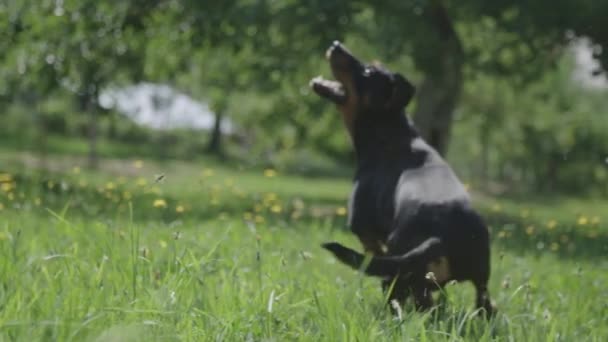 Köpek Çim Üzerinde Bir Top Alma — Stok video