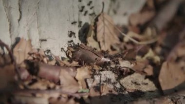 Siyah karıncalar koloni hareket yapraklar ve rock. 