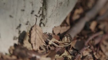 Siyah karıncalar koloni yapraklar. 