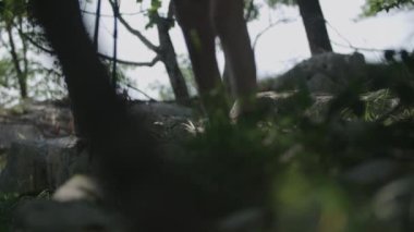 Genç kadın trought orman sopa hiking ile zamları. Alt vücut vurdu. 