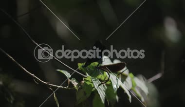 İki yusufçuk bir dalda çiftleşme