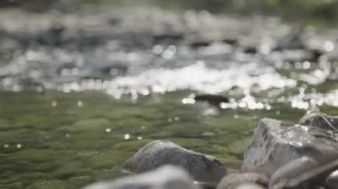 Kırmızı ot nehir kıyısında su ile doldurma. 