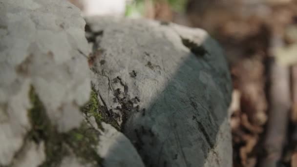 Colonie Fourmis Noires Déplace Sur Rocher — Video