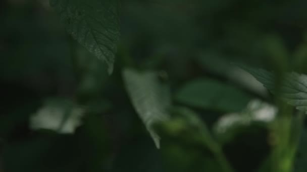 Camera Approaching Focusing Colorful Fly Leaf — Stock Video