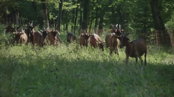 Entendu Parler Chèvres Pâturant Dans Prairie — Video