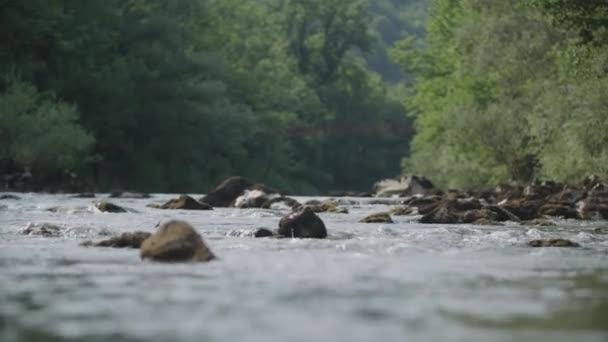 Río Lento Medio Del Bosque — Vídeo de stock