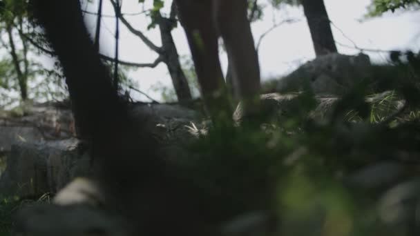 Caminhadas Mulheres Jovens Forjaram Floresta Com Uma Bengala Tiro Corpo — Vídeo de Stock