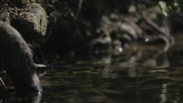 Blaue Libelle Fliegt Flussufer — Stockvideo