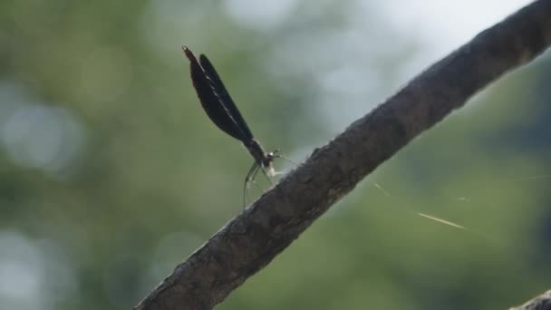 Barevné Dragonfly Větvi — Stock video